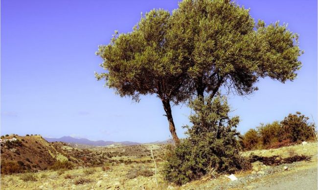 Land - Revente - Benissa - Senija